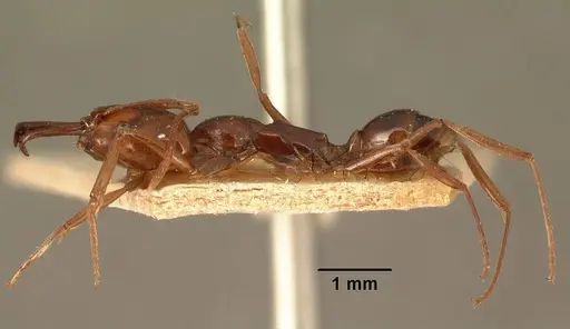 Anochetus madagascarensis specimen CASENT0101651 image casent0101651_3