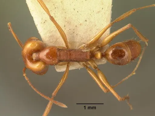 Anochetus madagascarensis specimen CASENT0101663 image casent0101663_1