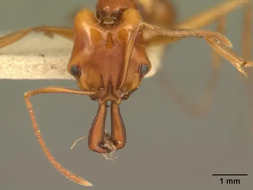 Anochetus madagascarensis specimen CASENT0101663 image casent0101663_2