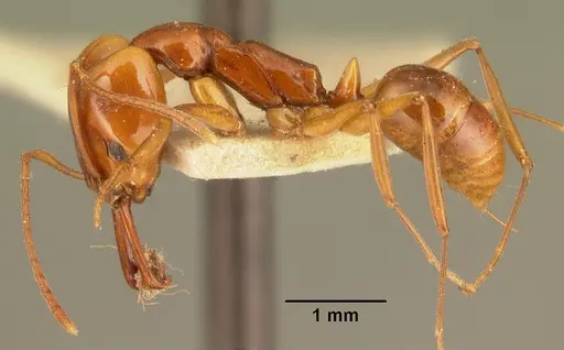 Anochetus madagascarensis specimen CASENT0101663 image casent0101663_3