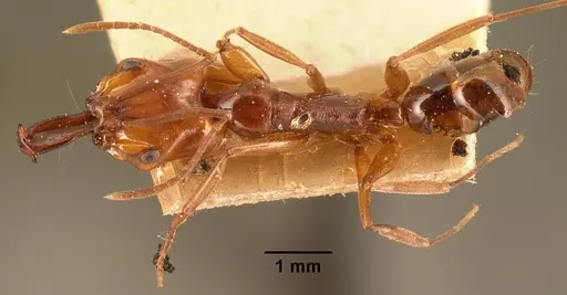 Anochetus madagascarensis specimen CASENT0101674 image casent0101674_1
