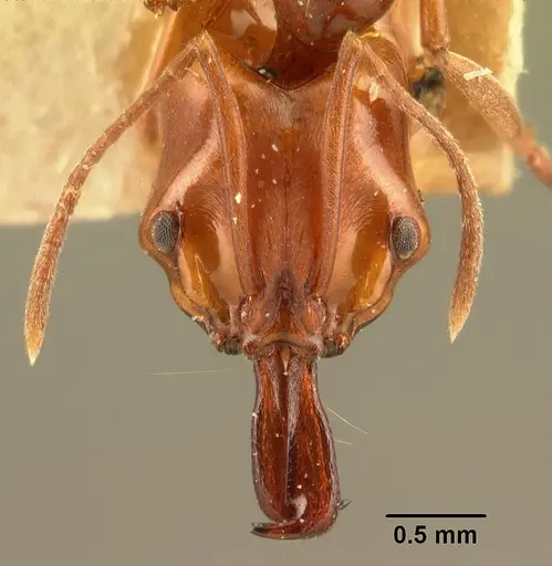 Anochetus madagascarensis specimen CASENT0101674 image casent0101674_2
