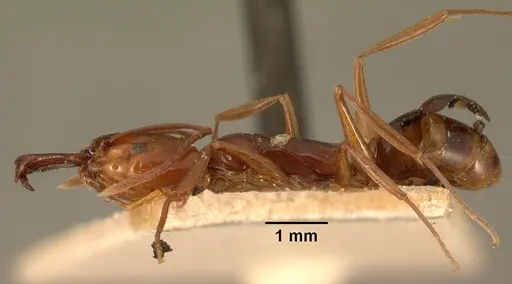 Anochetus madagascarensis specimen CASENT0101674 image casent0101674_3
