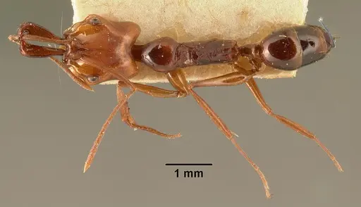 Anochetus madagascarensis specimen CASENT0101712 image casent0101712_1