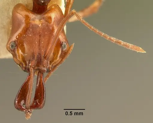 Anochetus madagascarensis specimen CASENT0101712 image casent0101712_2