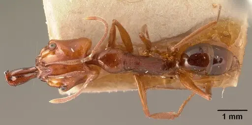 Anochetus madagascarensis specimen CASENT0101729 image casent0101729_1