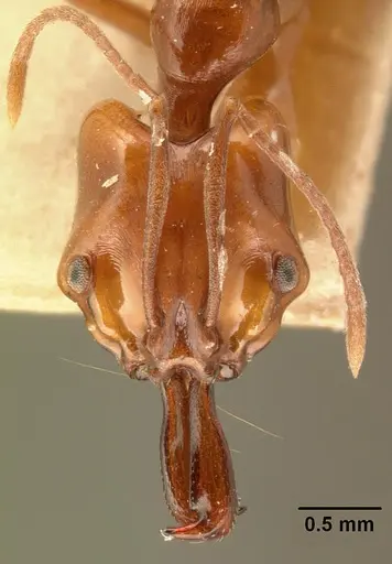 Anochetus madagascarensis specimen CASENT0101729 image casent0101729_2