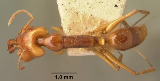 Anochetus madagascarensis specimen CASENT0101756 image casent0101756_1