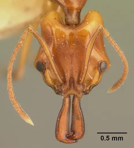 Anochetus madagascarensis specimen CASENT0101756 image casent0101756_2