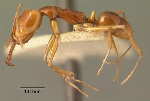 Anochetus madagascarensis specimen CASENT0101756 image casent0101756_3