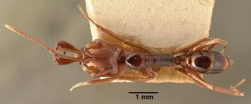Anochetus madagascarensis specimen CASENT0101811 image casent0101811_1