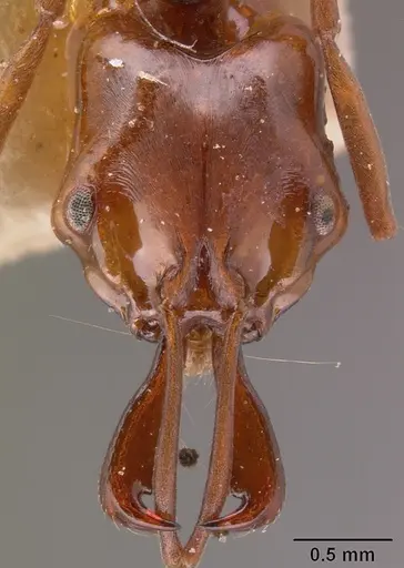 Anochetus madagascarensis specimen CASENT0101811 image casent0101811_2