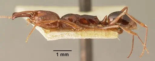Anochetus madagascarensis specimen CASENT0101811 image casent0101811_3