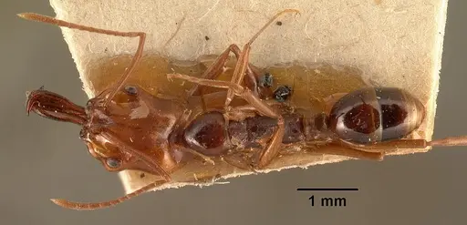 Anochetus madagascarensis specimen CASENT0101957 image casent0101957_1