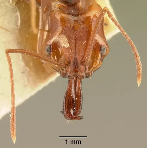 Anochetus madagascarensis specimen CASENT0101957 image casent0101957_2