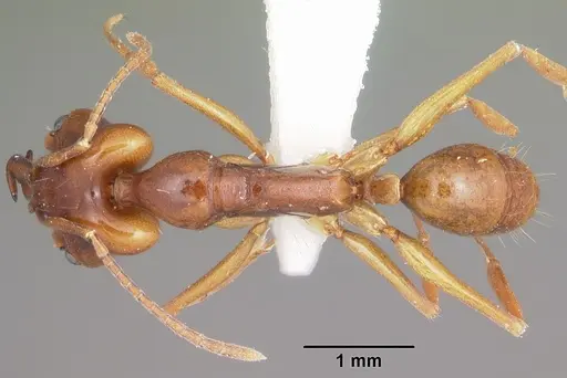 Anochetus madagascarensis specimen CASENT0102932 image casent0102932_1