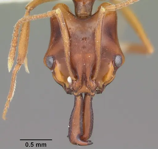 Anochetus madagascarensis specimen CASENT0102932 image casent0102932_2