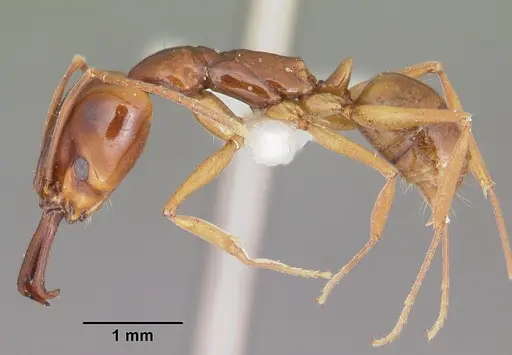 Anochetus madagascarensis specimen CASENT0102932 image casent0102932_3