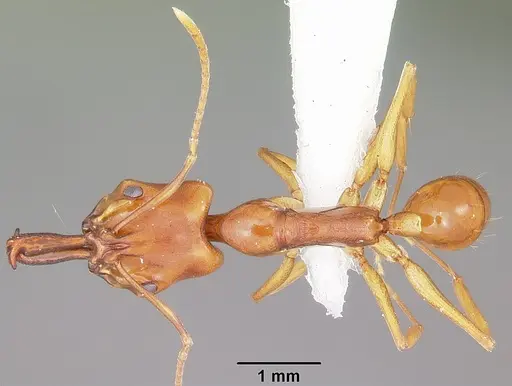 Anochetus madagascarensis specimen CASENT0102933 image casent0102933_1