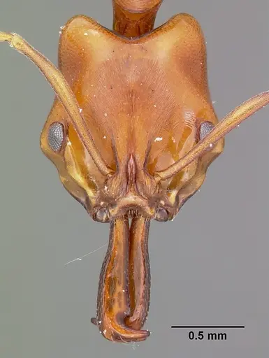 Anochetus madagascarensis specimen CASENT0102933 image casent0102933_2