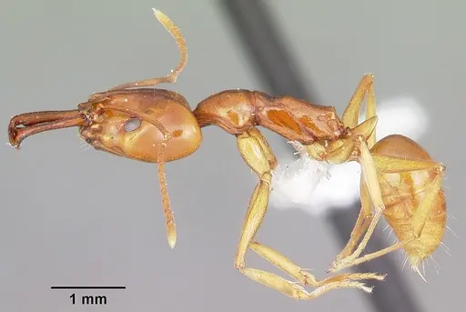 Anochetus madagascarensis specimen CASENT0102933 image casent0102933_3
