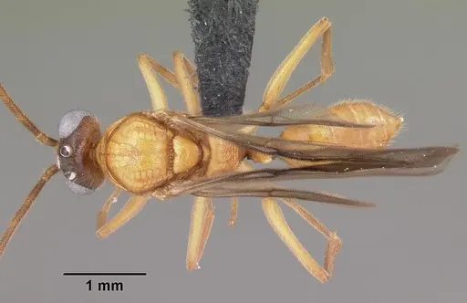 Anochetus madagascarensis specimen CASENT0104544 image casent0104544_1