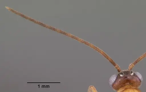 Anochetus madagascarensis specimen CASENT0104544 image casent0104544_2