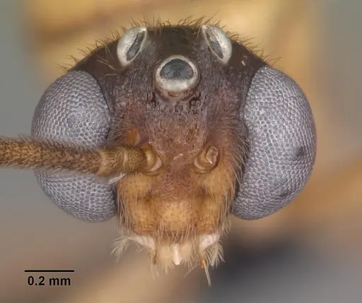 Anochetus madagascarensis specimen CASENT0104544 image casent0104544_3