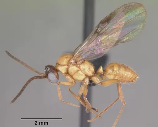 Anochetus madagascarensis specimen CASENT0104544 image casent0104544_5