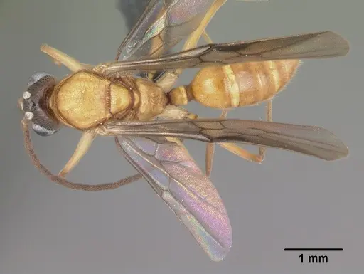 Anochetus madagascarensis specimen CASENT0104545 image casent0104545_1