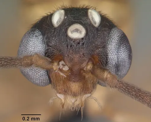 Anochetus madagascarensis specimen CASENT0104545 image casent0104545_2