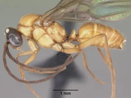 Anochetus madagascarensis specimen CASENT0104545 image casent0104545_3