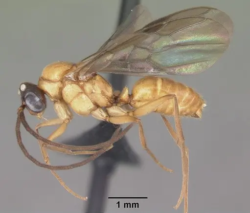 Anochetus madagascarensis specimen CASENT0104545 image casent0104545_4