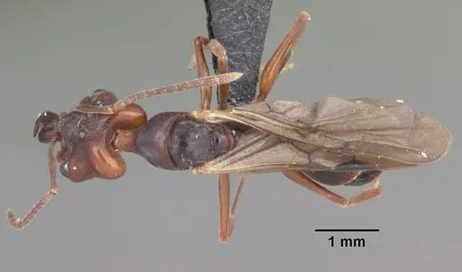 Anochetus madagascarensis specimen CASENT0104546 image casent0104546_1