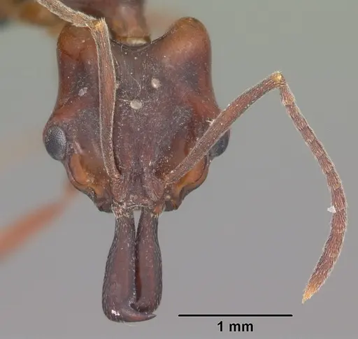 Anochetus madagascarensis specimen CASENT0104546 image casent0104546_2