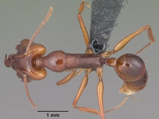 Anochetus madagascarensis specimen CASENT0104547 image casent0104547_1