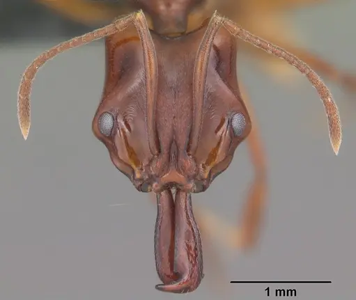 Anochetus madagascarensis specimen CASENT0104547 image casent0104547_2