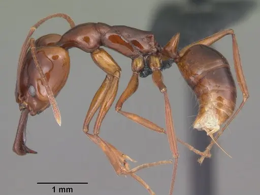 Anochetus madagascarensis specimen CASENT0104547 image casent0104547_3