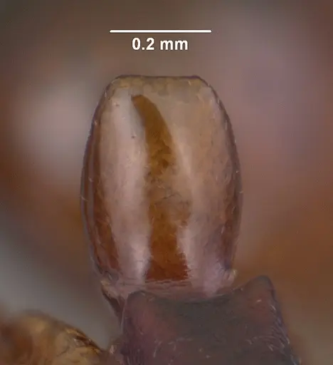 Anochetus madagascarensis specimen CASENT0104547 image casent0104547_4