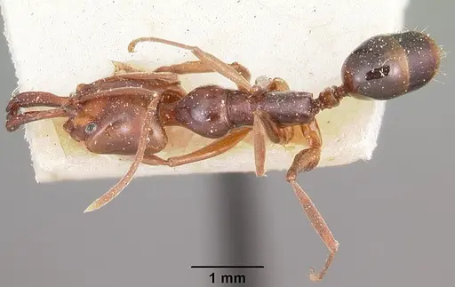 Anochetus madagascarensis specimen CASENT0104554 image casent0104554_1