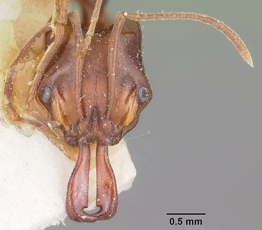 Anochetus madagascarensis specimen CASENT0104554 image casent0104554_2