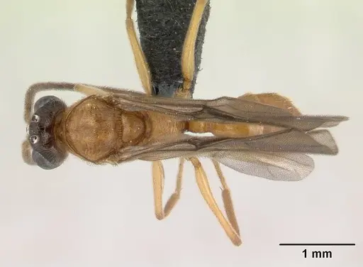 Anochetus madagascarensis specimen CASENT0133132 image casent0133132_1
