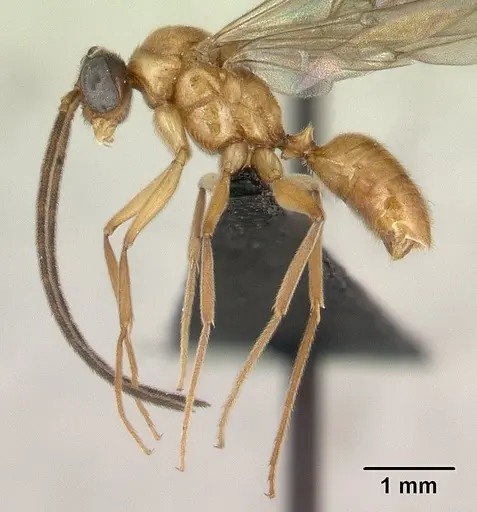 Anochetus madagascarensis specimen CASENT0133132 image casent0133132_3