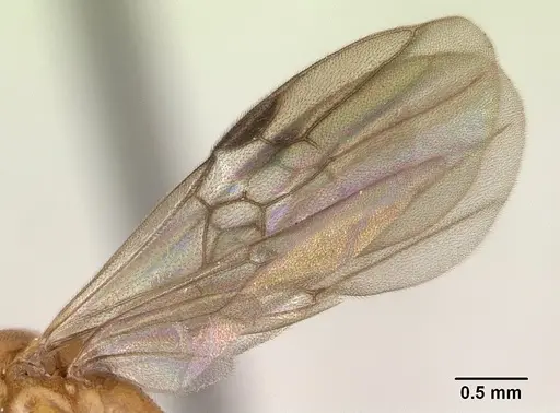 Anochetus madagascarensis specimen CASENT0133132 image casent0133132_4