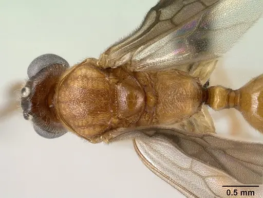 Anochetus madagascarensis specimen CASENT0138425 image casent0138425_1