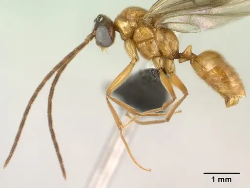Anochetus madagascarensis specimen CASENT0138425 image casent0138425_3