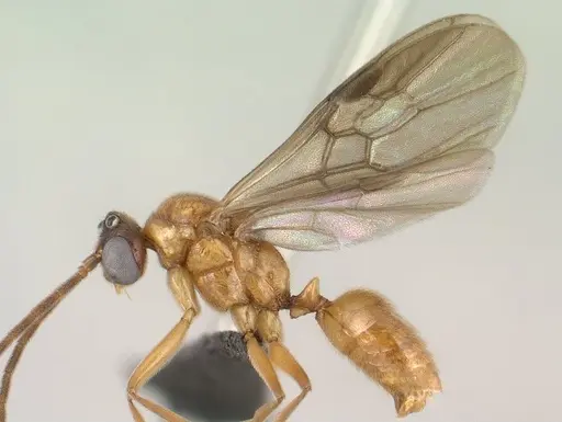Anochetus madagascarensis specimen CASENT0138425 image casent0138425_4