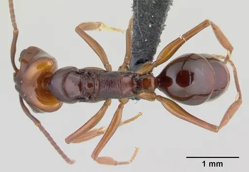 Anochetus madagascarensis specimen CASENT0146279 image casent0146279_1