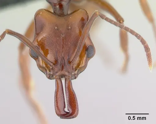 Anochetus madagascarensis specimen CASENT0146279 image casent0146279_2