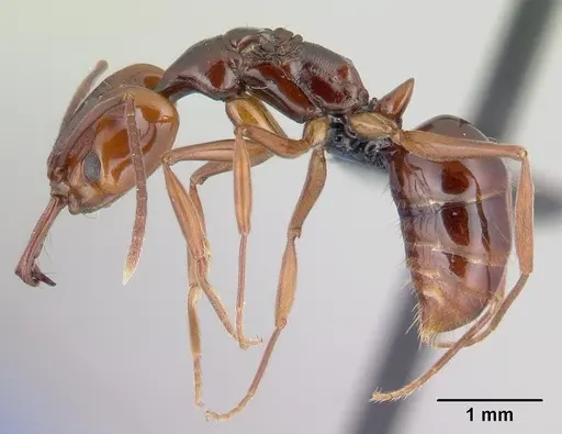 Anochetus madagascarensis specimen CASENT0146279 image casent0146279_3